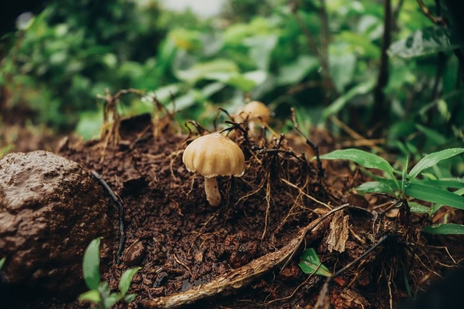 Mushrooms emerging from a damp fallen log in woodland